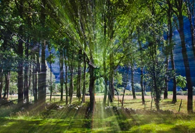 Meadow in Norway